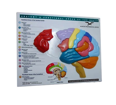 Anatomy and Functional Areas of the Brain