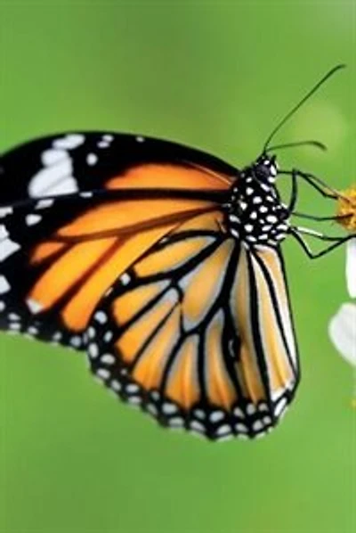 August Butterfly Notebook & Journal. Productivity Work Planner & Idea Notepad: Brainstorm Thoughts, Self Discovery, To Do List