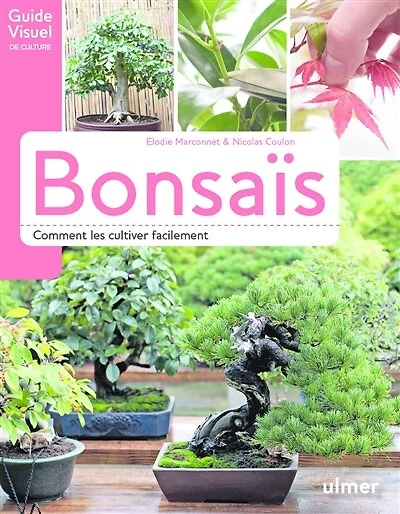 Bonsaïs: comment les cultiver facilement