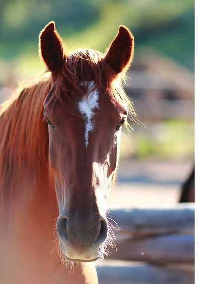Kid's Equine Photography Book: Volume One