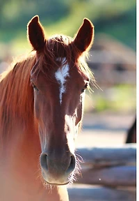 Kid's Equine Photography Book: Volume One