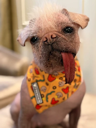 Doggy Positivity: Life Lessons from Britain’s Ugliest Dog