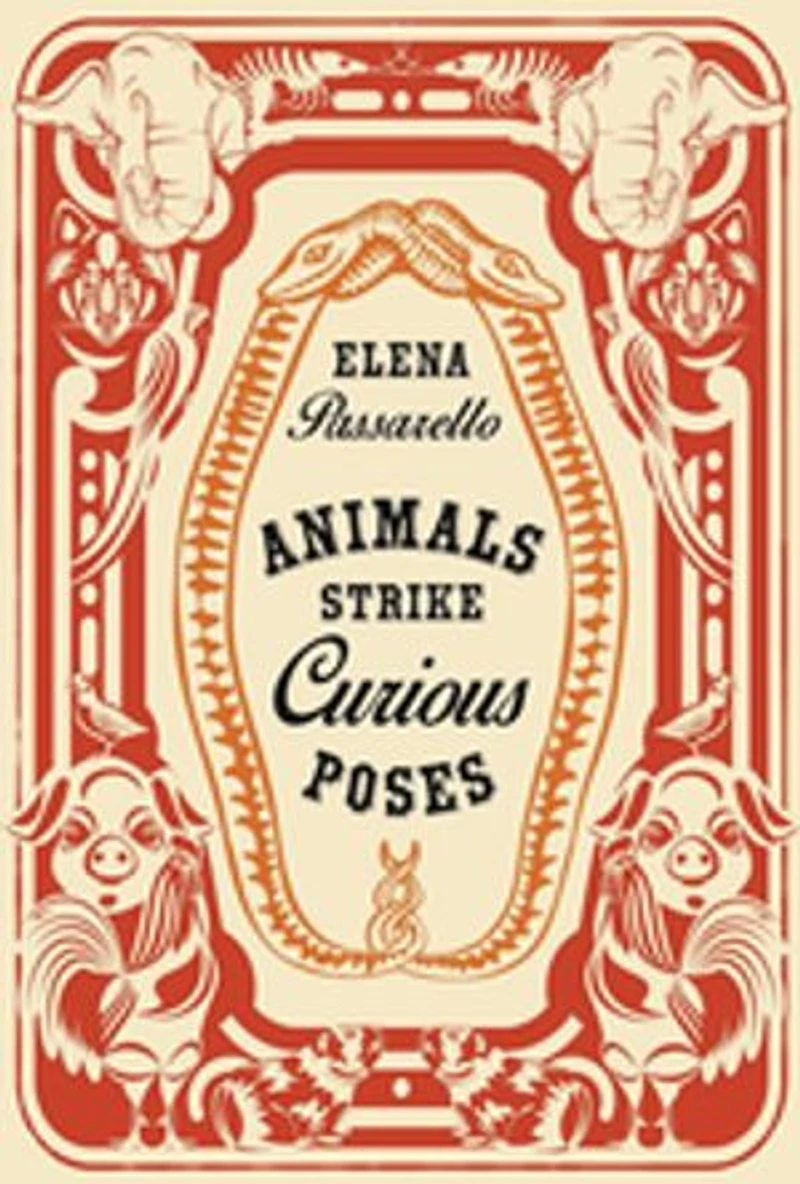 Animals Strike Curious Poses