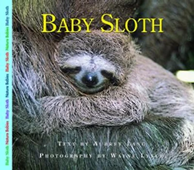 Baby Sloth