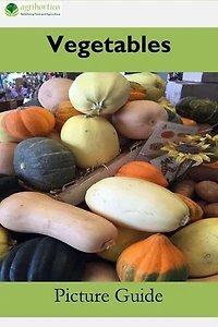 Vegetables: A Picture Guide