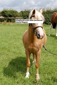 Golygfeydd eraill Gorffennaf 2024