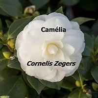 Camélia