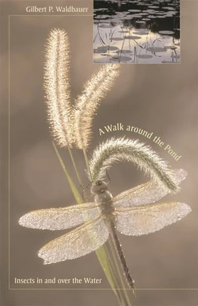 Walk around the Pond: Insects and over Water