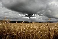 Amber Waves of Grain