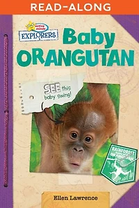 Baby Orangutan