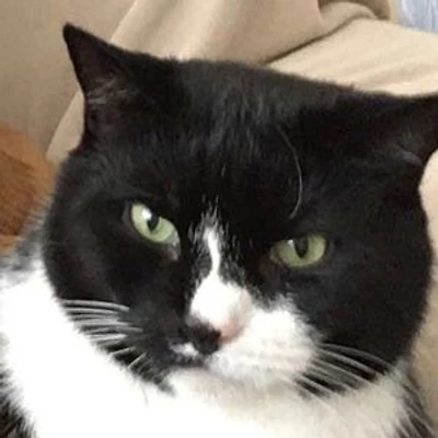 The Secret Diary of an Indoor Cat