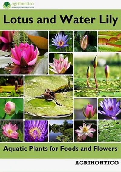 Lotus and Water Lily: Aquatic Plants for Foods and Flowers