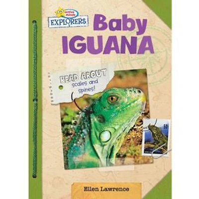Baby Iguana