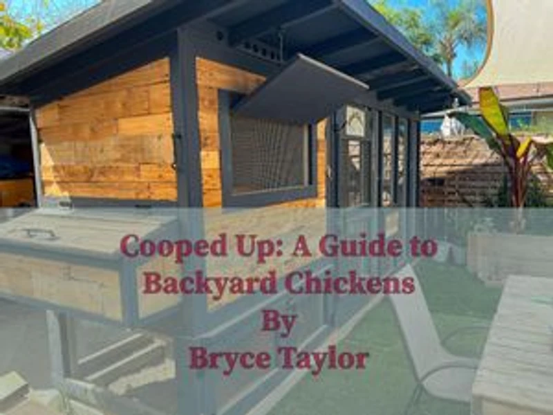 Cooped Up: A Guide to Backyard Chickens
