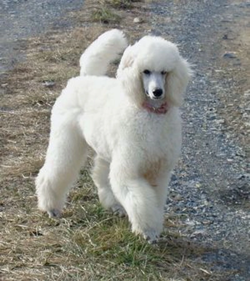 A Rousing Dog Story Told by an Astonishing Dog