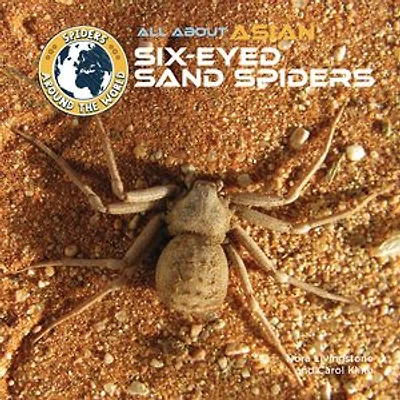All About Asian Six-Eyed Sand Spiders