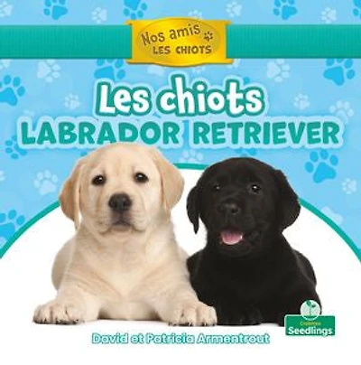 Les chiots labrador retriever (Labrador Retriever Puppies)