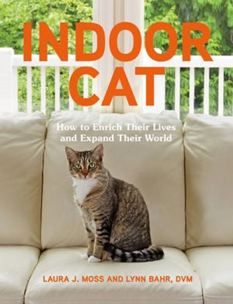 Indoor Cat: How to Enrich their Lives and Expand World