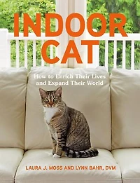 Indoor Cat: How to Enrich their Lives and Expand World