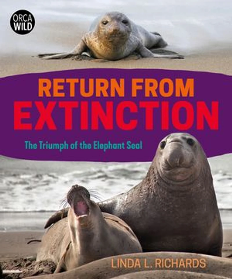 Return from Extinction: the Triumph of Elephant Seal