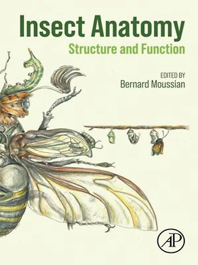 Insect Anatomy: Structure And Function