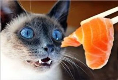 Feeding a Raw Meat Diet to Your Pets