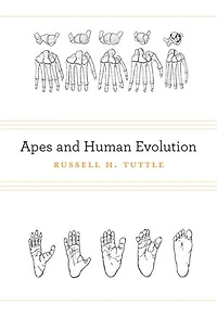 Apes and Human Evolution