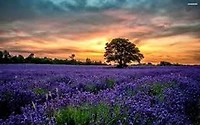 Aspects of Life: Aspects of Life