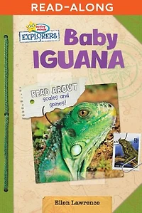 Baby Iguana