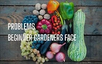 Problem Beginner Gardners Face: ways to overcome them