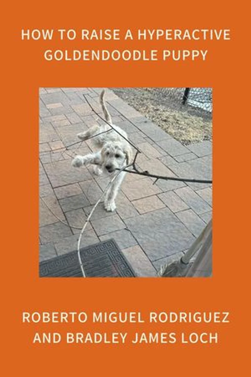 How to Raise a Hyperactive Goldendoodle Puppy