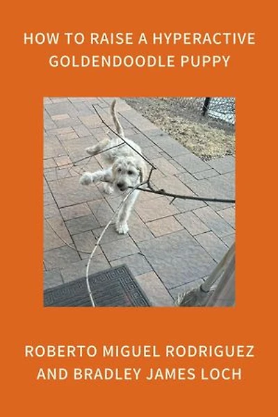 How to Raise a Hyperactive Goldendoodle Puppy