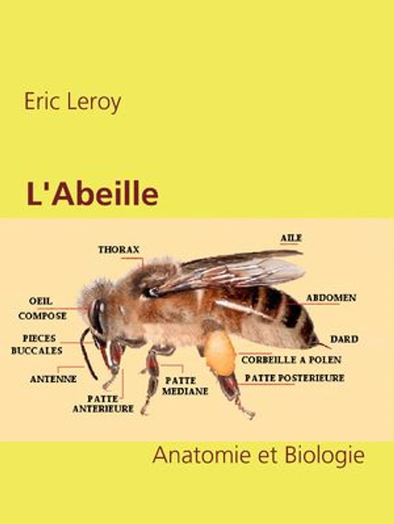 L'Abeille: Anatomie et Biologie