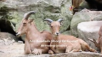 Are Aoudads Sheep Or Goats?