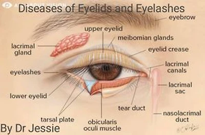 Diseases of the Eyelids and Eyelashes