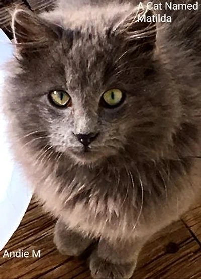 A Cat Named Matilda