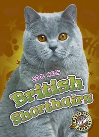 British Shorthairs