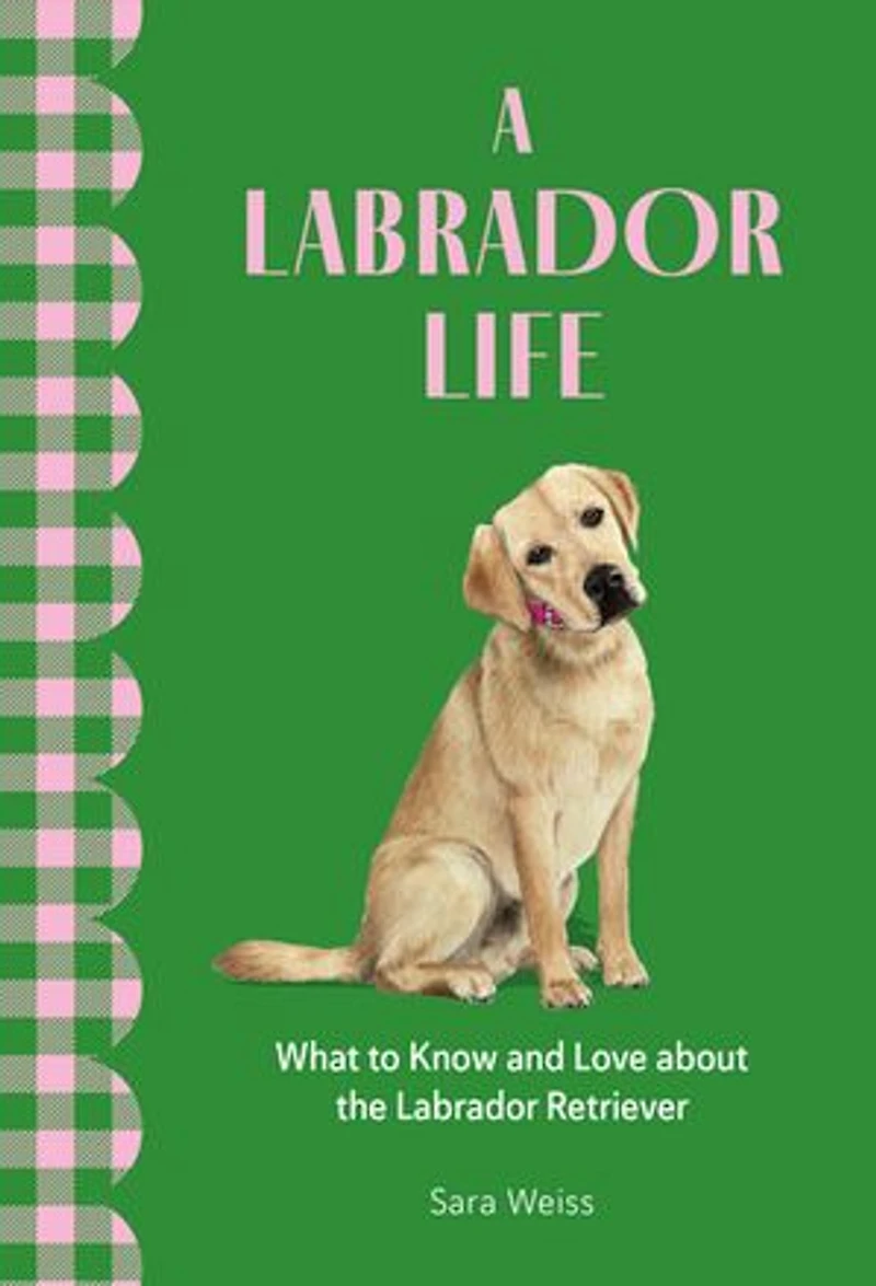 A Labrador Life: What to Know and Love About the Retriever