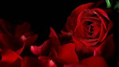Perfumer: Story of a lady prodigy