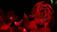 Perfumer: Story of a lady prodigy