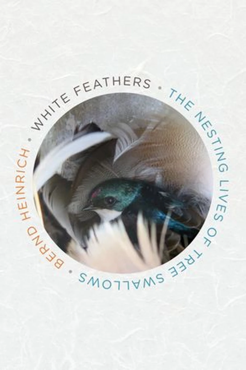 White Feathers: The Nesting Lives Of Tree Swallows