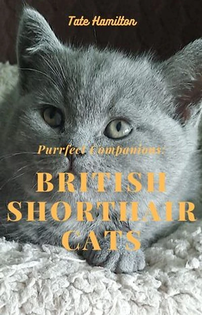 Purrfect Companions: British Shorthair Cats: Support me and subscribe