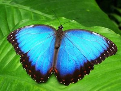 Le battement d'ailes du papillon
