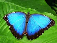 Le battement d'ailes du papillon