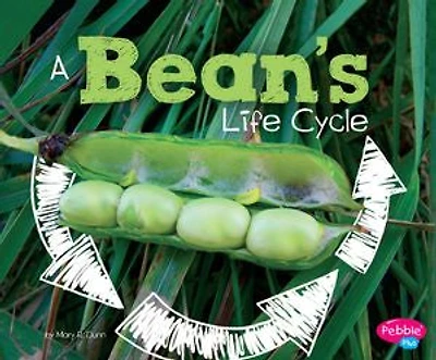 A Bean's Life Cycle