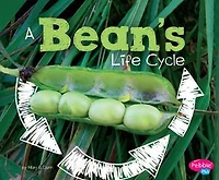 A Bean's Life Cycle