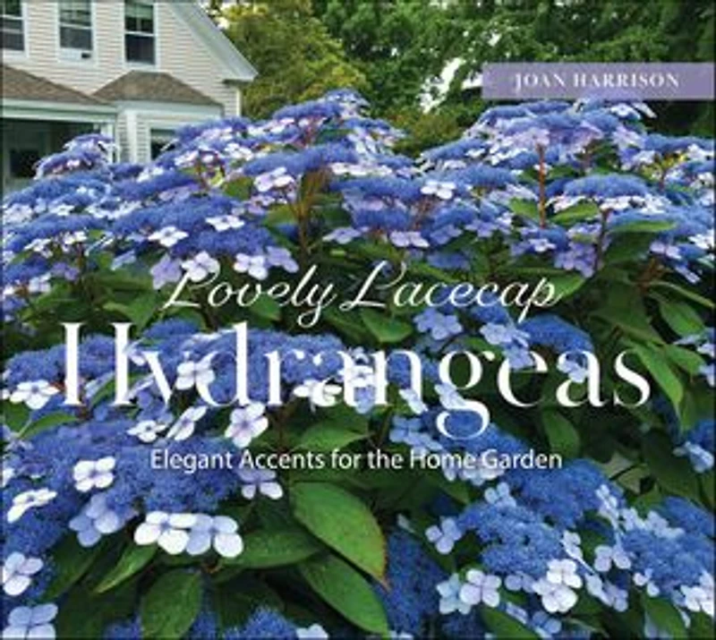 Lovely Lacecap Hydrangeas: Elegant Accents for the Home Garden
