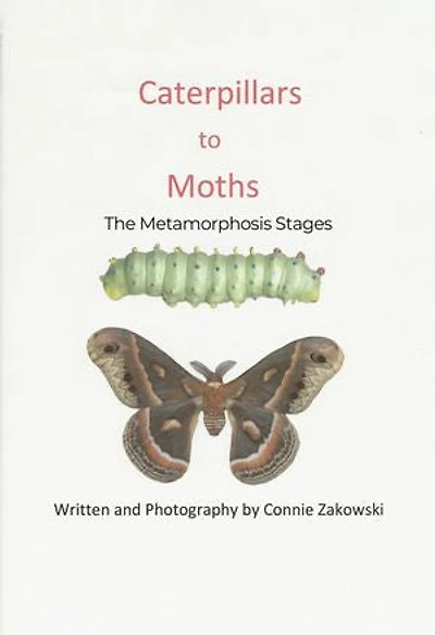 Caterpillars to Moths: The Metamorphosis Stages