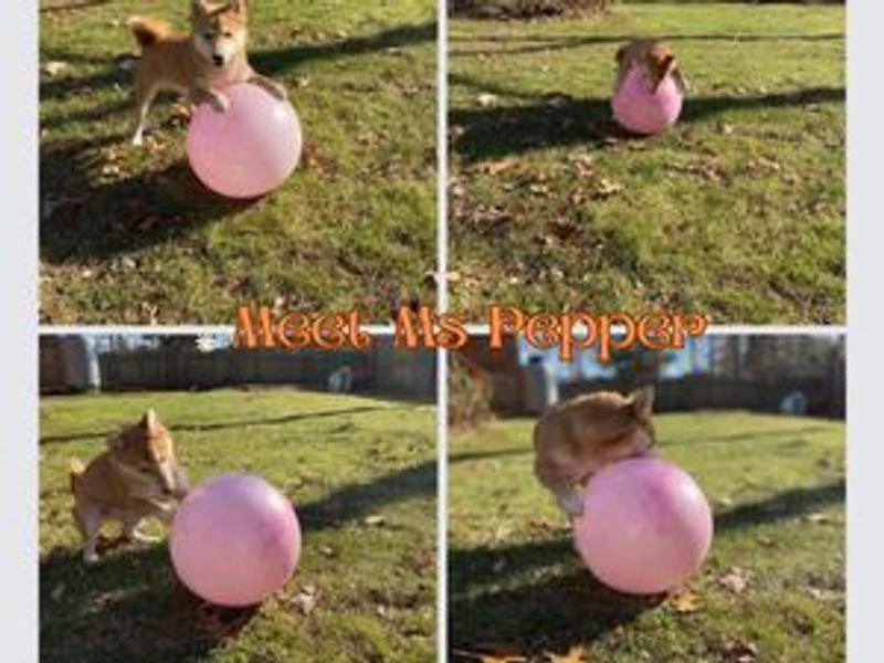 Meet Miss. Pepper: Miss. Pepper, #1