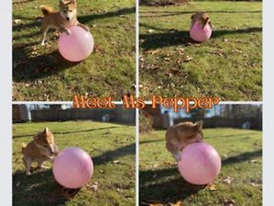 Meet Miss. Pepper: Miss. Pepper, #1